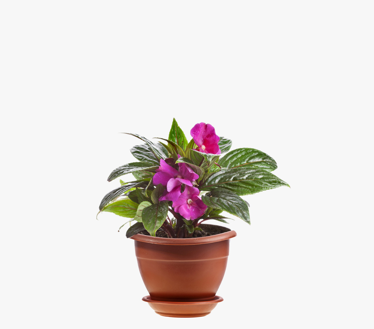 Калатея Макоя