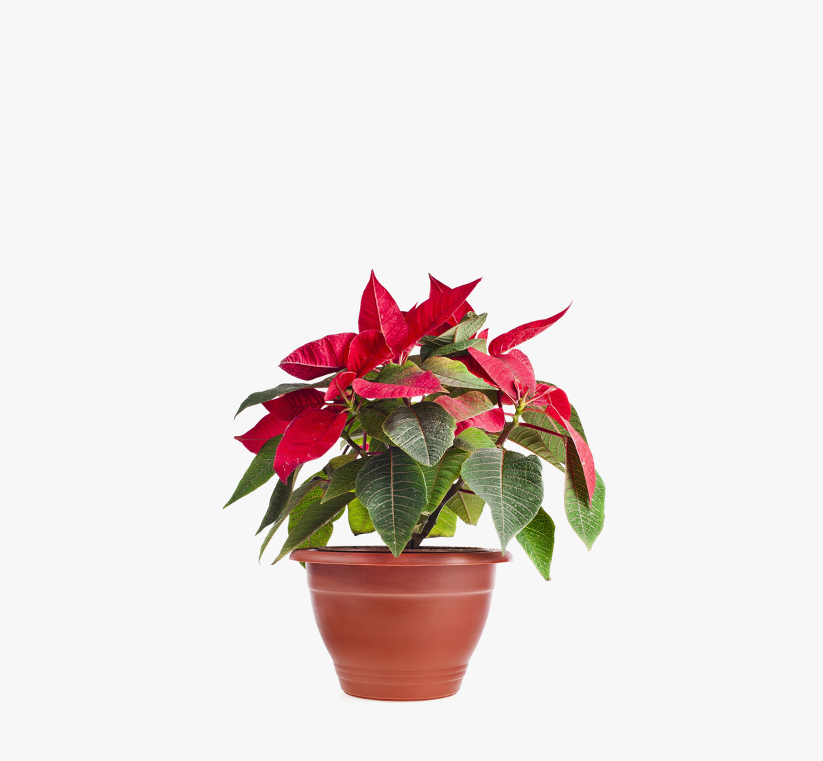 Пуансеттия&nbsp;