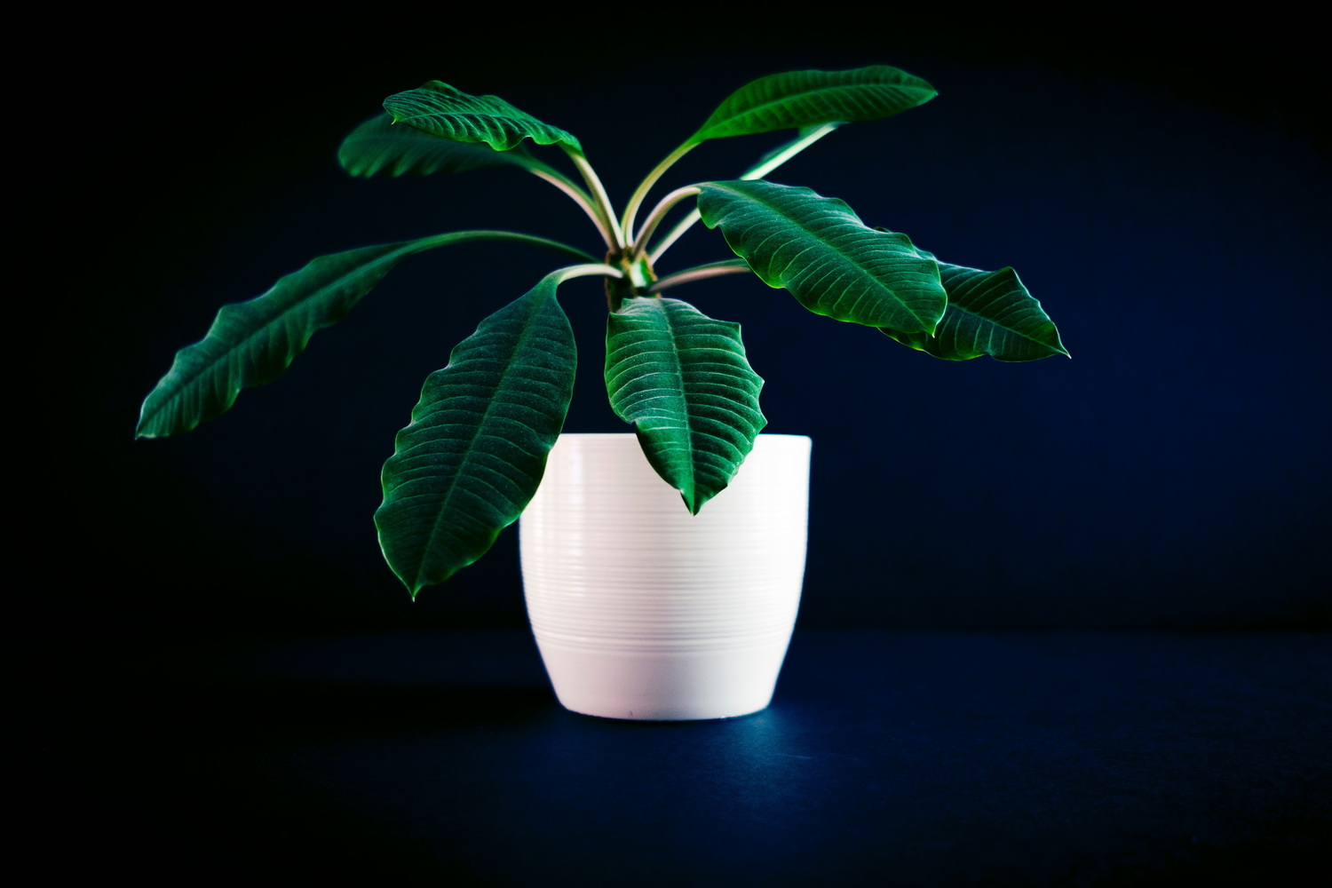 Горшок для цветов